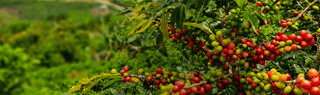 senseo over senseo tips inspiratie van koffieboon naar koffiepad banner resized
