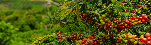 senseo over senseo tips inspiratie van koffieboon naar koffiepad banner resized