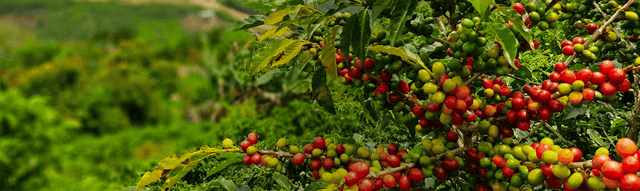 senseo over senseo tips inspiratie van koffieboon naar koffiepad banner resized